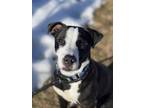 Hamilton Labrador Retriever Young Male