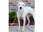 Adopt Valentine a Pointer, Bull Terrier