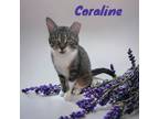 Adopt Coraline a Domestic Short Hair