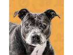 Adopt Iris a Pit Bull Terrier