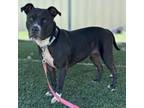 Adopt Pebbles a Mixed Breed