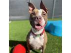 Adopt Arizona a Boxer