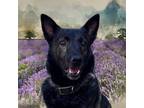 Adopt Sloane a Dutch Shepherd