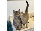Adopt Dusty a Abyssinian