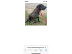Adopt Lulu a Catahoula Leopard Dog
