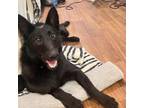 Adopt Luna Paisley a Australian Kelpie