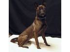 Adopt Mona a Akita, German Shepherd Dog