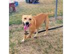 Adopt Igna a Carolina Dog