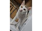 Adopt Layna a Calico