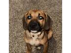 Adopt Luna Rosa a Vizsla