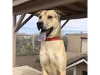 Adopt Scrunchie a Labrador Retriever