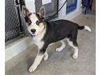 Adopt MAX a Siberian Husky