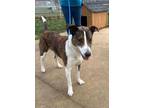 Adopt Taz a Smooth Collie, American Foxhound