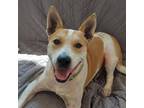 Adopt Dobie a Cattle Dog, Mixed Breed