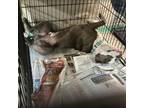 Adopt Dollar a Mixed Breed