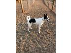 Adopt Pepper 2 a Border Collie