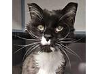 Adopt Milton a Domestic Long Hair