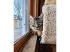 Adopt Ragnar a Domestic Long Hair