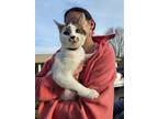 Adopt Marshall a Domestic Short Hair