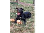 Adopt Jack (Ziggys 10 Babies) a Pit Bull Terrier, Labrador Retriever