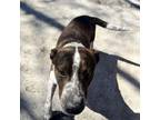 Adopt Butch a Hound, English Pointer