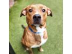 Adopt Darren a Plott Hound