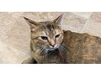 Honey Manx Adult Female
