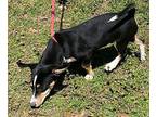 Sydney Rat Terrier Puppy Male