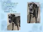 Caesar Great Dane Adult Male