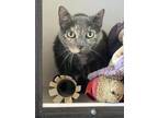 Bella Domestic Shorthair Senior Female