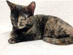 Matilda Domestic Shorthair Young Female