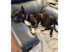 Taylor Snift American Pit Bull Terrier Adult Female
