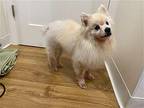 Sampson Pomeranian Adult Male