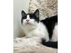 Dandelion Domestic Shorthair Young Female