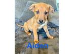 Aiden German Shepherd Dog Puppy Male