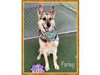 FARLEY(in foster home) German Shepherd Dog Senior Male