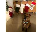 Brownie Labrador Retriever Adult Male