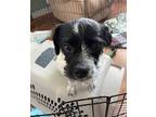 Brucie Shih Tzu Young Male