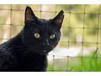 Lonestar Domestic Shorthair Adult Male