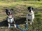 Diana Waller American Pit Bull Terrier Adult Female