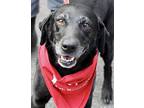 Scarlet Labrador Retriever Senior Female