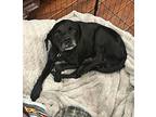 Gomer Labrador Retriever Senior Male