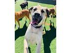 Lola Mastiff Adult Female