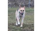 Dulcinea German Shepherd Dog Young Female