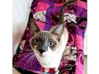 Cosette 2 Siamese Young Female