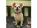 Ginger Papillon Senior Female