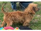 Adriam Dachshund Adult Male