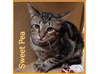 SWEET pEA Domestic Shorthair Kitten Male