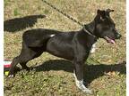 Holt Australian Kelpie Puppy Male