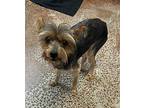 Lulu Yorkie, Yorkshire Terrier Adult Female